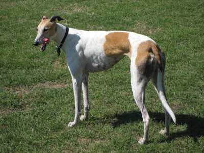 A Greyhound