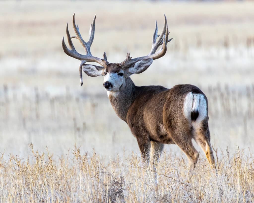 Mule deer bucks grow a new set of antlers each year! This male displays a rare genetic trait known as a drop tine.