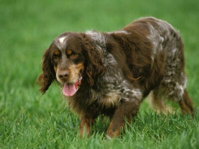 A Picardy Spaniel