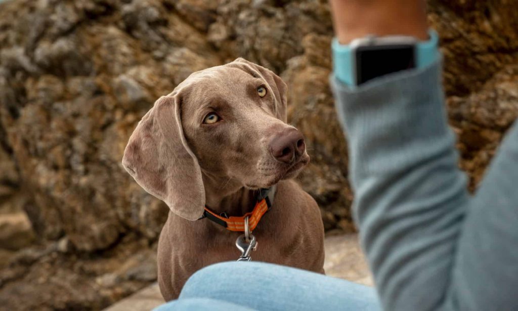 weimaraner