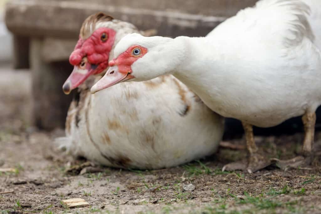 male vs female muscovy duck