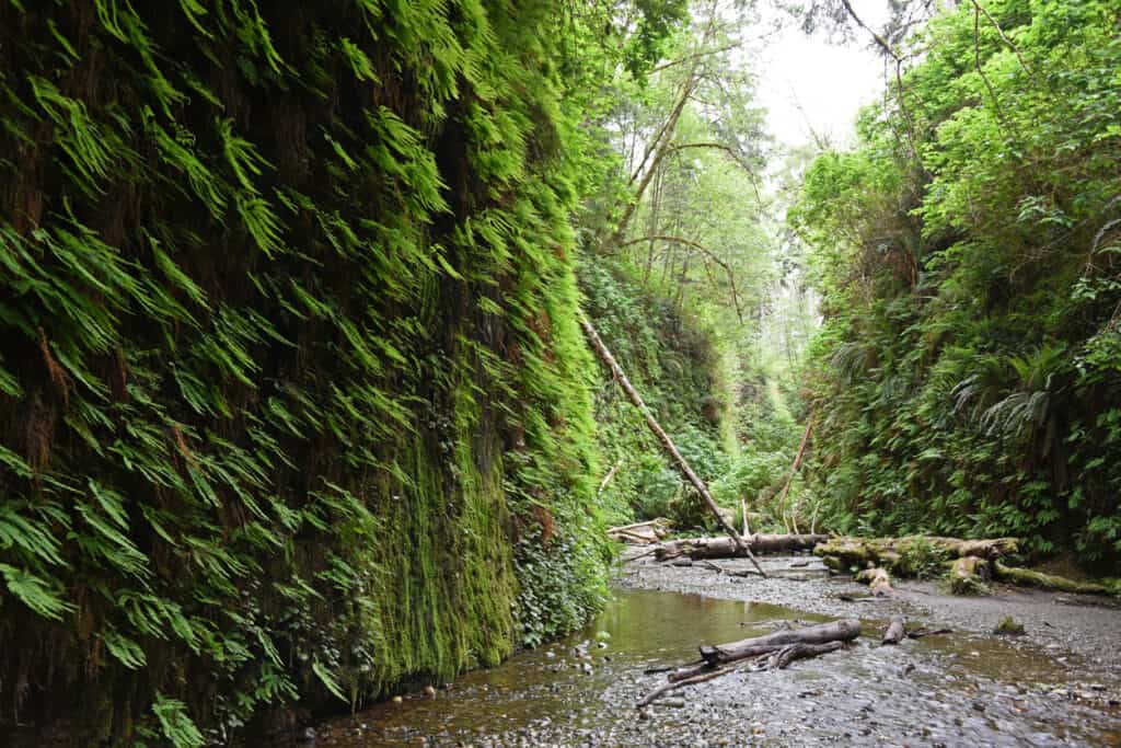 Prairie Creek Redwoods State Park