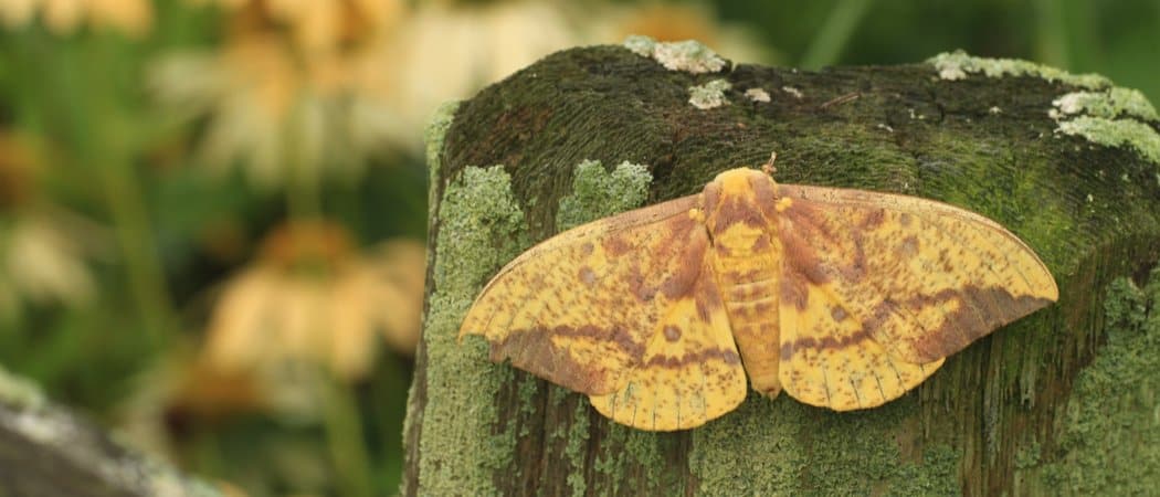 Imperial Moth - Facts and Beyond | Animal-Kingdom.wiki