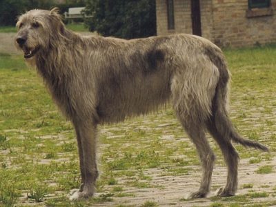 A Irish WolfHound