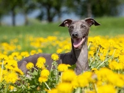 A Italian Greyhound