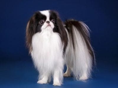 A Japanese Chin