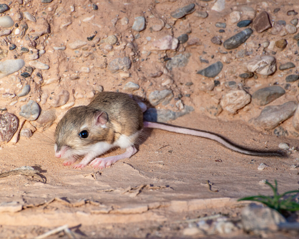 Kangaroo Mouse