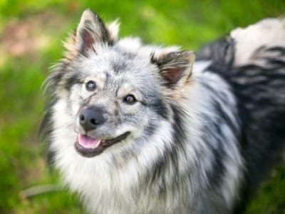 A Keeshond