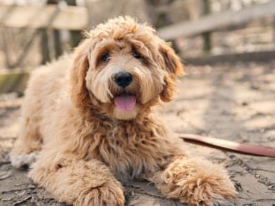 A Labradoodle