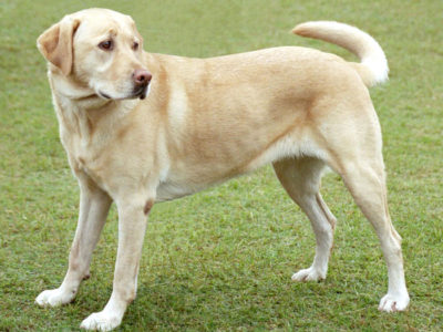 A Labrador Retriever