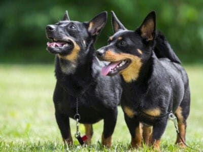 A Lancashire Heeler