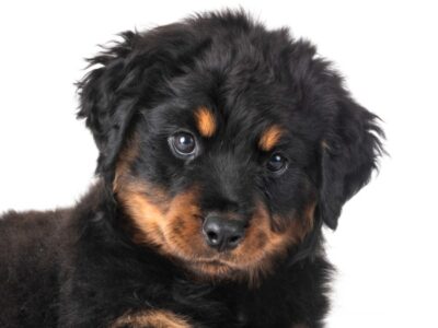 A Long-Haired Rottweiler