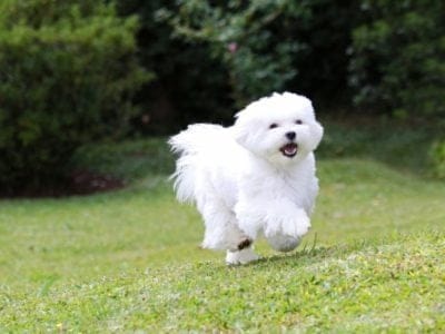 A Maltese