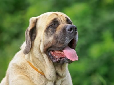 A Mastiff