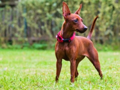 A Miniature Pinscher