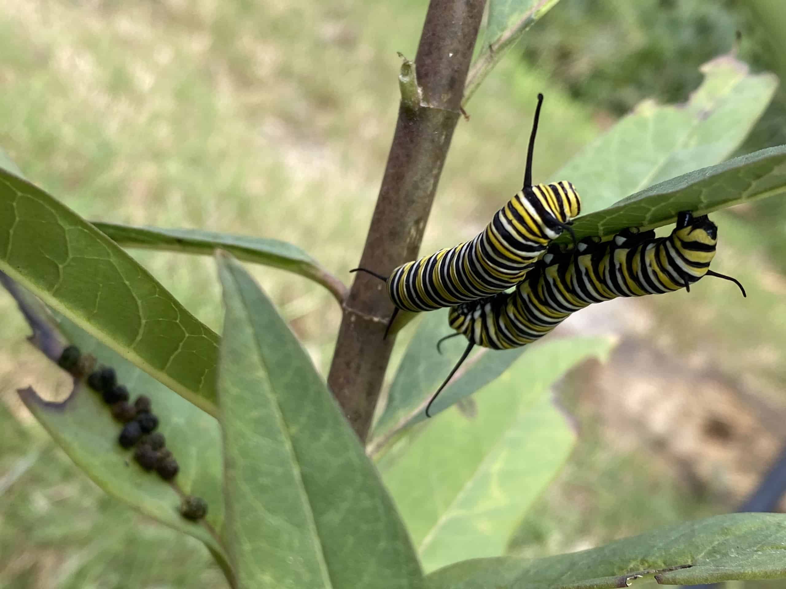 monarch caterpillars on milkweed