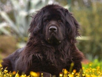 A Newfoundland