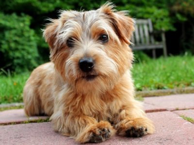 A Norfolk Terrier