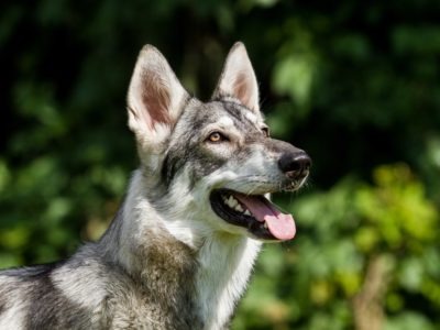 A Northern Inuit Dog