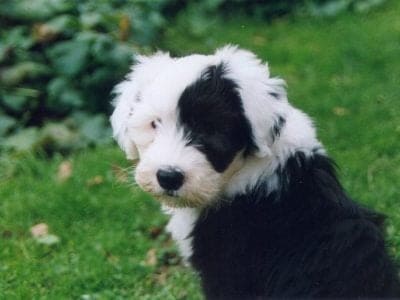 A Old English Sheepdog