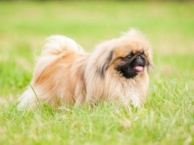 A Pekingese