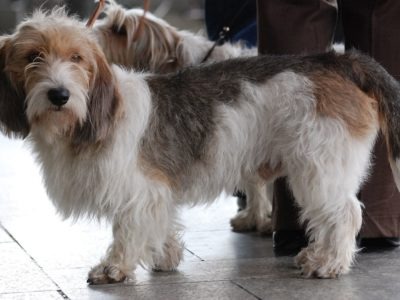 A Petit Basset Griffon Vendéen