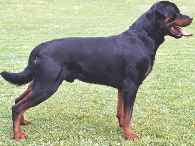 A Rottweiler