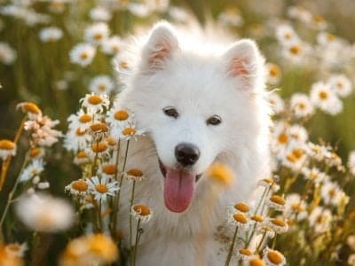 A Samoyed