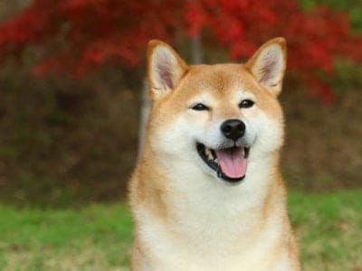 A Shiba Inu