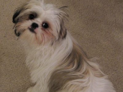 A Shih Tzu