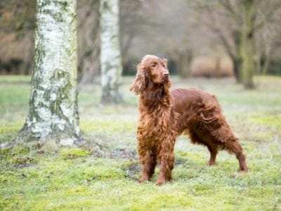 A Irish Setter