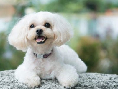 A Shih Poo