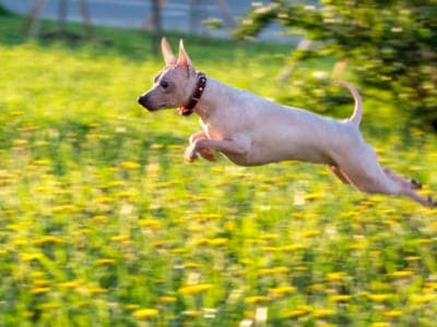 A American Hairless Terrier