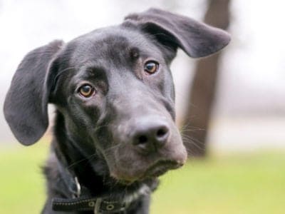 A Labradane