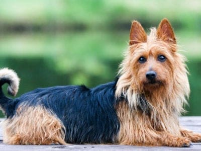 A Australian Terrier