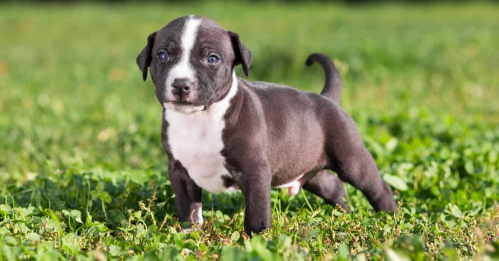 American Staffordshire Terrier puppy standing in the grass while out playing