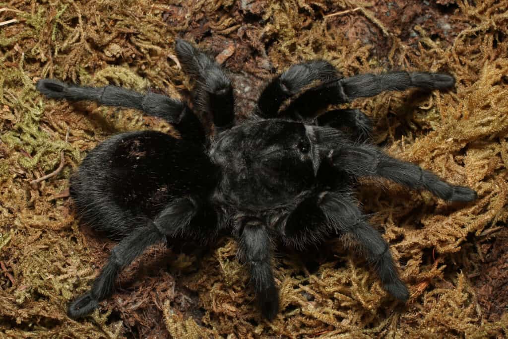 Brazilian Black Tarantula (Grammostola pulchra) A brilliantly black and large leg span spider, the Brazilian Black tarantula makes for a strikingly pretty pet.