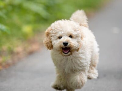 A Maltipoo