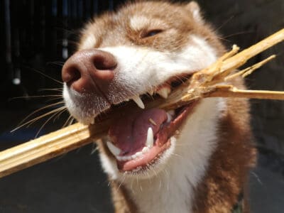 A Huskita