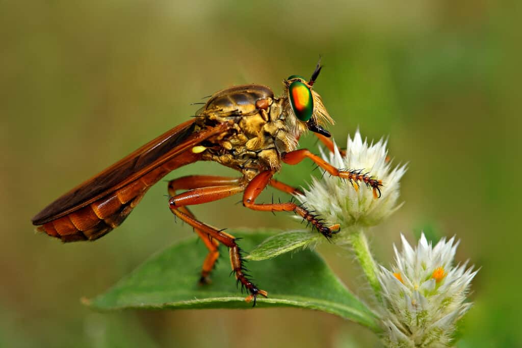 Robber fly