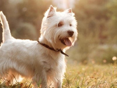 A West Highland Terrier