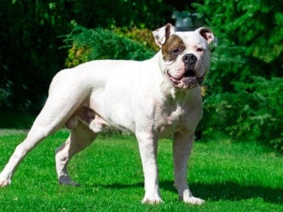 A American Bulldog