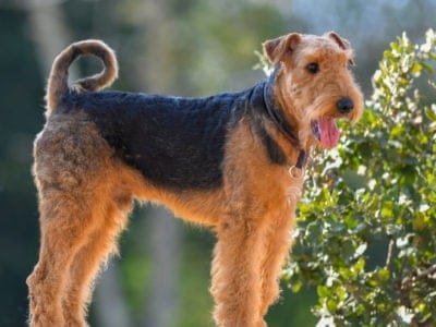 A Airedale Terrier