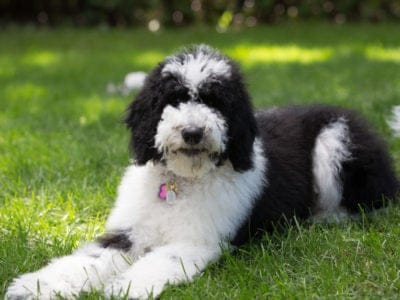 A Sheepadoodle