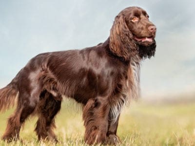 A Field Spaniel