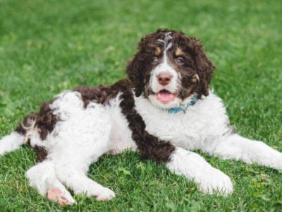 A Bernedoodle