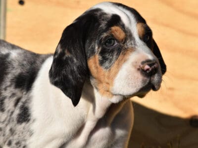 A American Leopard Hound