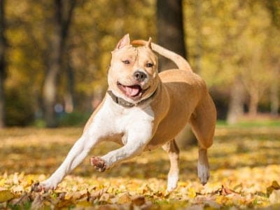 A American Staffordshire Terrier