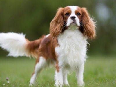 A Cavalier King Charles Spaniel