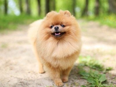 A Pomeranian